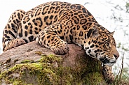 Jaguar Lying On Rock