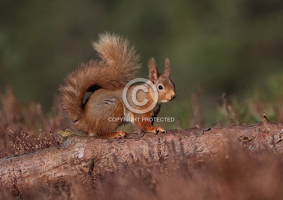 Red Squirrel Red Squirrel