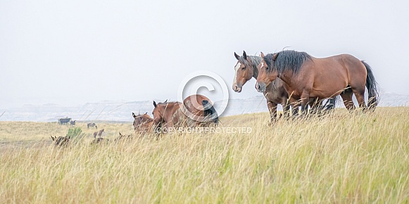 Wild Horse (Equus caballus) Wild Horse (Equus caballus)