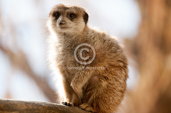 Meerkat