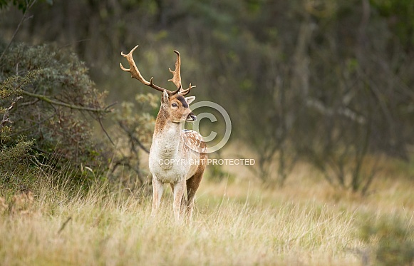 Fallow deer