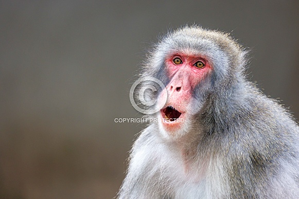 Japanese macaque (Macaca fuscata)