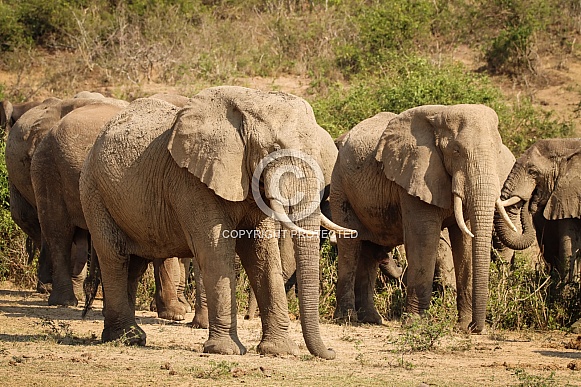 African Elephant