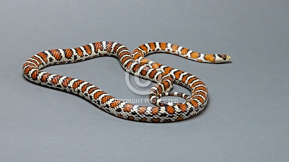 Arizona Mountain Kingsnake Arizona Mountain Kingsnake