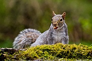 Grey Squirrel