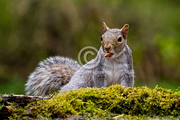 Grey Squirrel Grey Squirrel