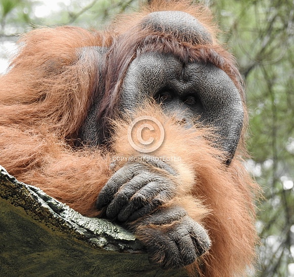 Male Orangutan