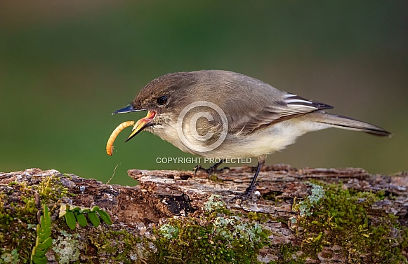 Eastern Phoebe Eastern Phoebe