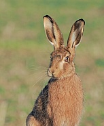 Brown Hare