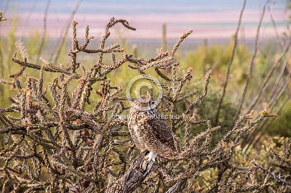 Great Horned Owl