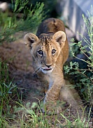 Lion cub walking in the weeds