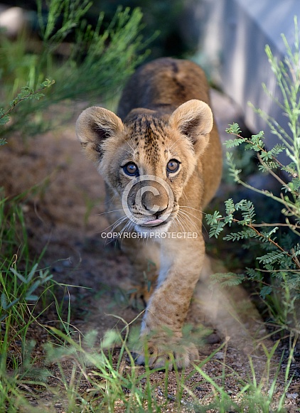 Lion cub walking in the weeds