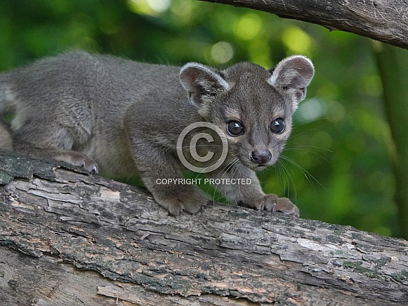 Fossa