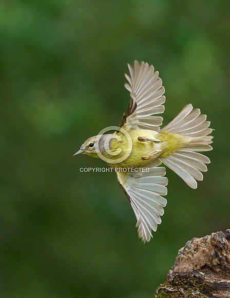 Orange-crowned Warbler in flight