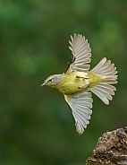 Orange-crowned Warbler in flight