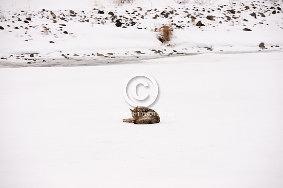 Coyote in winter Coyote in winter