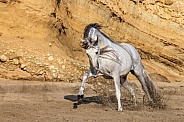 Andalusian Horse--Andalusian Charge