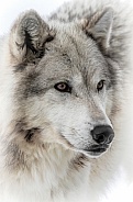 Gray Wolf