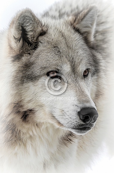 Gray Wolf