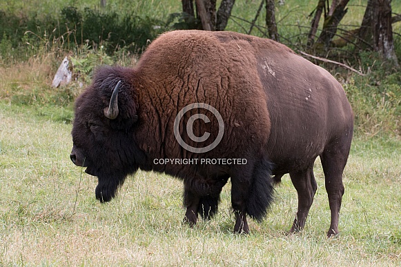 Plains Bison Bull