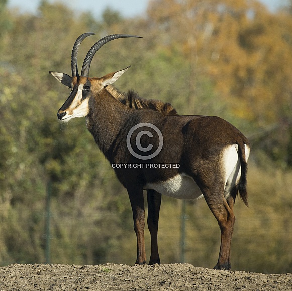 Sable Antelope Sable Antelope