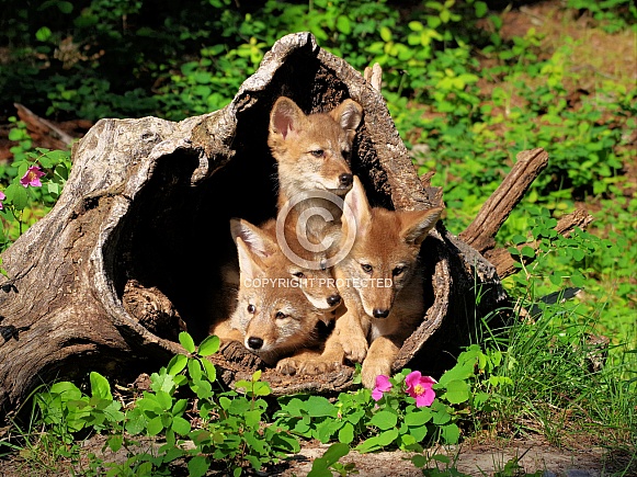 4 Coyote pups 4 Coyote pups