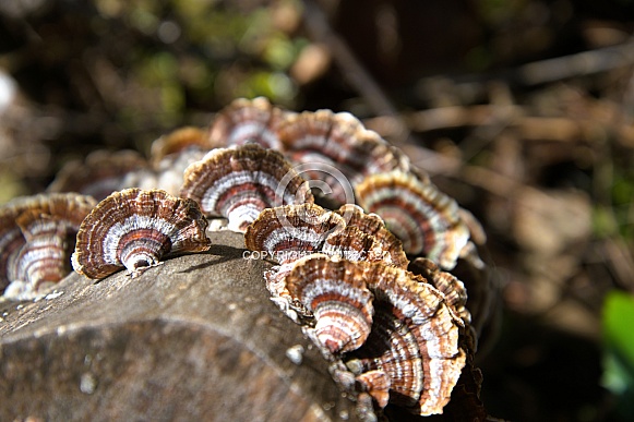 Turkey-Tail (Trametes versicolor)