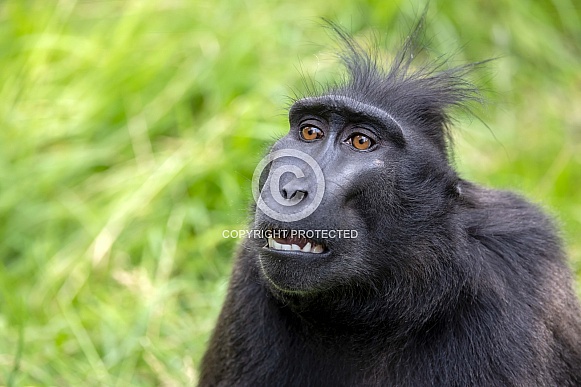 Crested Macaque (Macaca Nigra) Crested Macaque (Macaca Nigra)