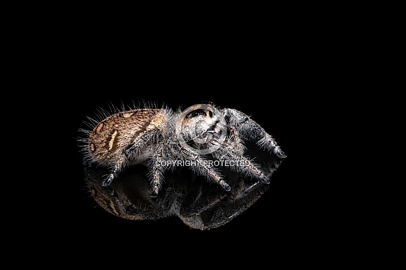 Regal Jumping Spider