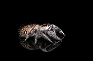 Regal Jumping Spider