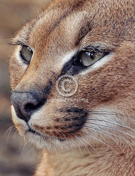 Caracal Caracal