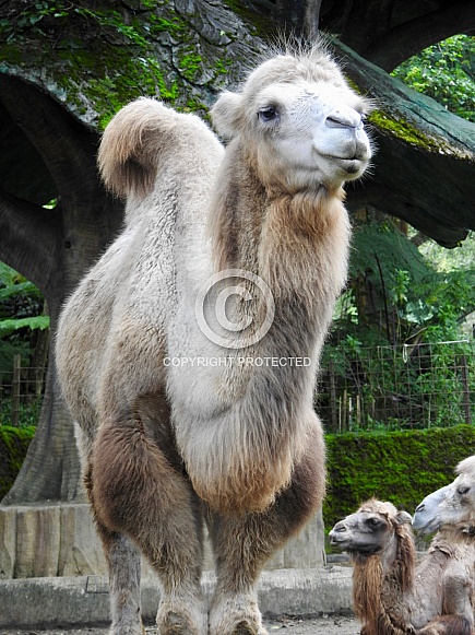 Dromedary Camel
