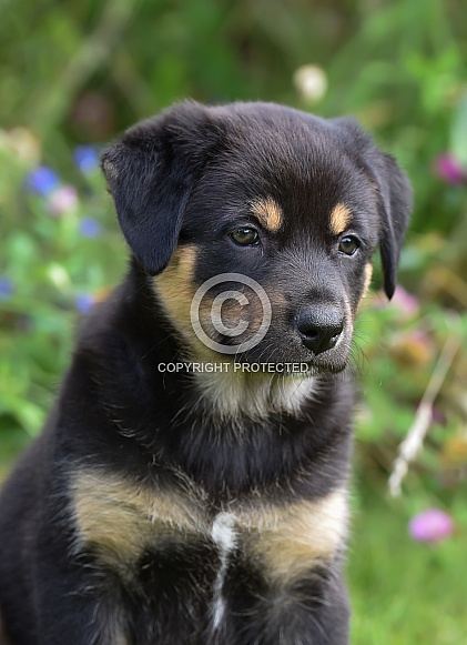 Puppy (mixed breed) Puppy (mixed breed)