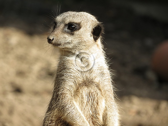 Meerkat