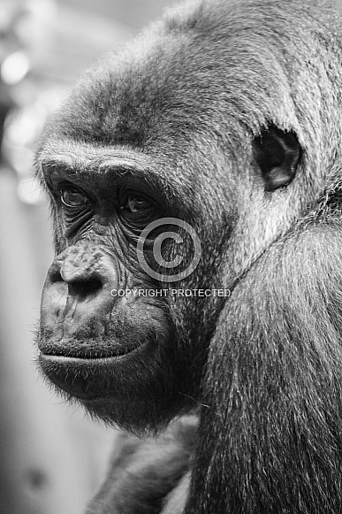 Western Lowland Gorilla