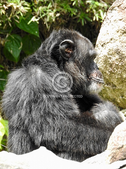 Chimpanzee Chimpanzee