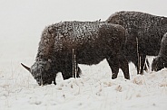 Bos bison, American bison