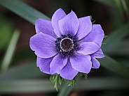 Purple anamone