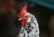Cockerel/Rooster portrait