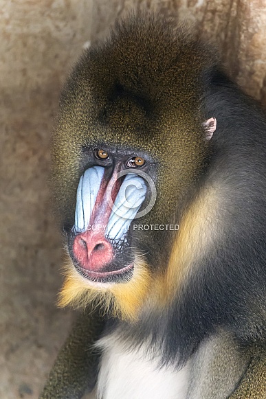 Mandrill (Mandrillus sphinx) Mandrill (Mandrillus sphinx)