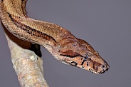 Boa Constrictor