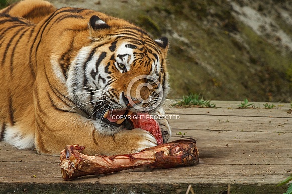Tiger eating Tiger eating