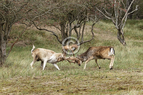 Two beautiful fallow deer are fighting in the rutting season