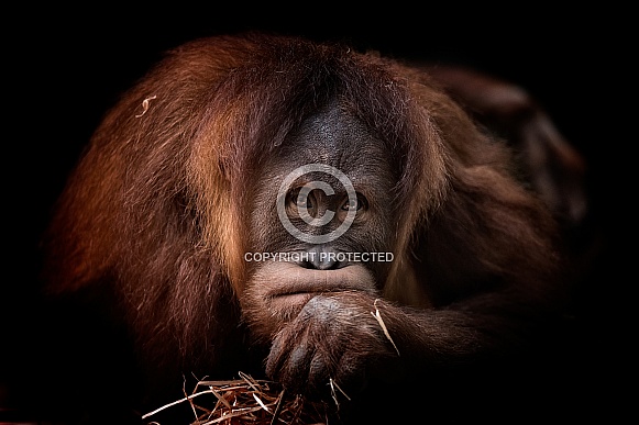 Sumatran Orangutan - Dewi