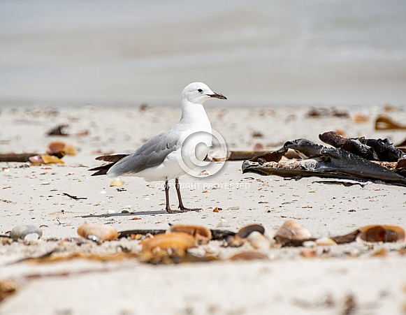 Hartlaub's Gull