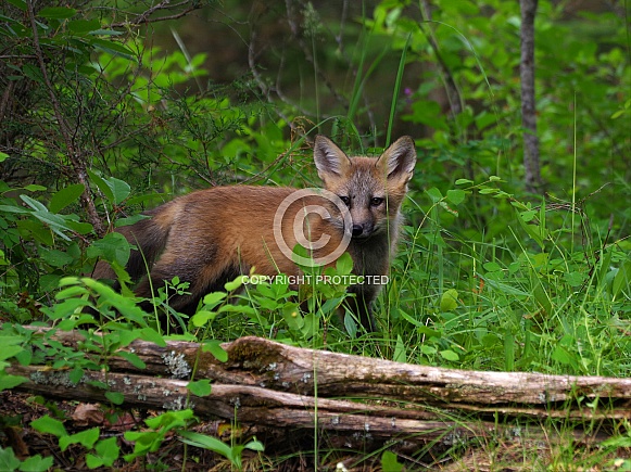 Red fox kit Red fox kit