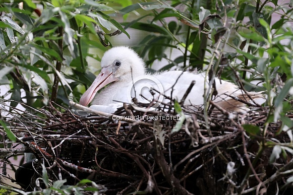 Eurasian spoonbill (Platalea leucorodia)