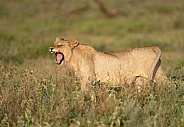 Lion yawning at sunrise