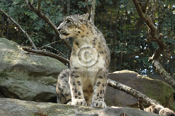 Snow Leopard