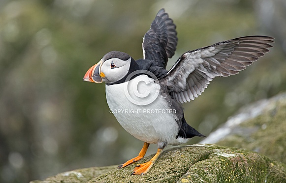 Puffin